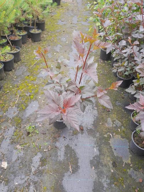 Blaasspirea, Physocarpus Diabolo  potgekweekt 40-60 cm €7,50, Tuin en Terras, Planten | Struiken en Hagen, Overige soorten, Struik