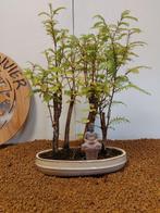 Kustmammoetboom bonsai (Sequoia) - Hoogte (boom): 28 cm -