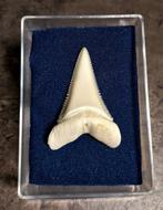 Witte haai Tand - Carcharodon carcharias - 41.4 mm - 26.7 mm, Verzamelen, Dierenverzamelingen, Nieuw