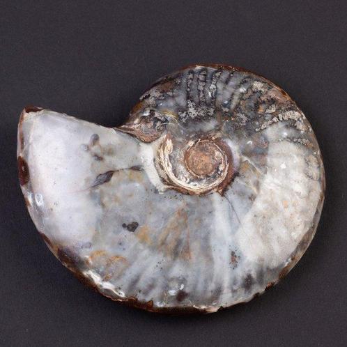 Zeldzaam fossiel exemplaar - zwarte hematiet en opaal agaat, Verzamelen, Mineralen en Fossielen