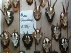 Gewei geweien reegewei edelhert opgezet dier geweilamp stang, Verzamelen, Dierenverzamelingen, Ophalen, Zo goed als nieuw, Hert