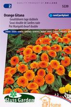 Orange Gitana Goudsbloem Lage Dubbele Bloemen Zaden voor de, Verzenden