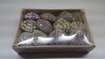 Zeeegel 10st sea urchin alfonso naturel let op 10 stuks, Ophalen of Verzenden, Nieuw