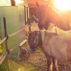 Haybutler - hooivoerautomaat voor paarden, Dieren en Toebehoren, Paarden en Pony's | Overige Paardenspullen, Nieuw, Overige soorten