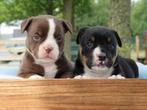 Old English Bulldog pups! Plus Feiten en Fokkers-informatie!, Dieren en Toebehoren, Honden | Bulldogs, Pinschers en Molossers