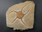 Crinoide - Gefossiliseerd dier - 17.5 cm (Zonder, Verzamelen