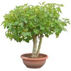 Vijgenboom - meerstammig in pot - Omtrek: 40-50 cm | Hoogte:
