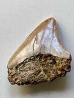 Megalodon tand 5,1 cm - Fossiele tand - Carcharocles, Nieuw