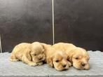 Amerikaanse Cocker Spaniel pups te koop, België, 8 tot 15 weken, Meerdere, Meerdere dieren