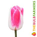 Bloembollen - 40 x Tulp Pink Cloud - wit met roze, Verzenden, Voorjaar, Volle zon, Bloembol