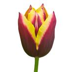 Bloembollen - 80 x Tulp Gavota - rood met geel, Verzenden, Voorjaar, Volle zon, Bloembol