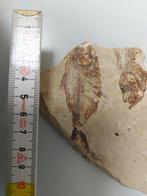 Fossiele plaatmatrix - 2 cm (Zonder Minimumprijs), Verzamelen