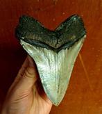 Megalodon - Fossiele tand - beautiful  *art* piece, Verzamelen, Mineralen en Fossielen