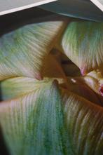 Inna Etuvgi - Tulip. Light. Love, Antiek en Kunst, Kunst | Schilderijen | Modern