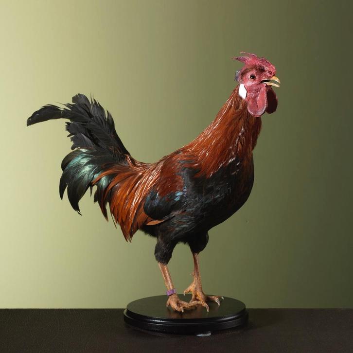 Huishaan Kip Taxidermie Opgezette Dieren By Max, Verzamelen, Dierenverzamelingen, Opgezet dier, Nieuw, Vogel, Ophalen of Verzenden