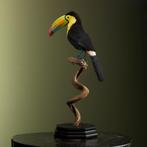 Zwavelborsttoekan Taxidermie Opgezette Dieren By Max, Ophalen of Verzenden, Nieuw, Vogel, Opgezet dier