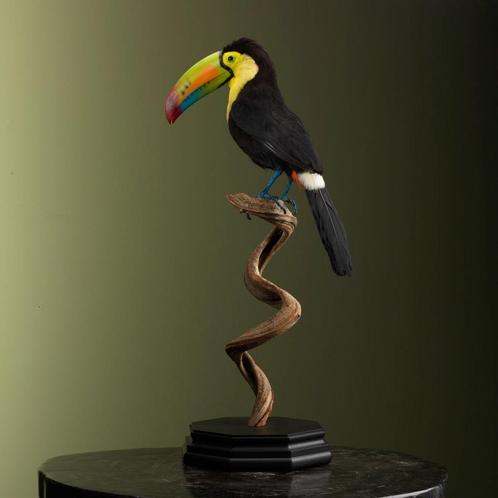 Zwavelborsttoekan Taxidermie Opgezette Dieren By Max, Verzamelen, Dierenverzamelingen, Opgezet dier, Nieuw, Vogel, Ophalen of Verzenden
