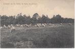 HALLE - Schapen op de Heide te Halle bij Zelhem, Verzenden, Gelopen