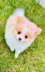 Mini pomeranian pomeriaan teefjes, ouders aanwezig, Parvo, Keeshond, 8 tot 15 weken, Teef