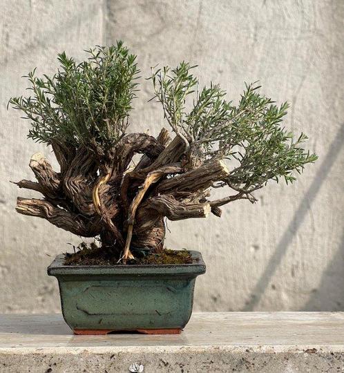 Bonsai Tijm - Hoogte (boom): 17 cm - Diepte (boom): 22 cm -, Antiek en Kunst, Curiosa en Brocante