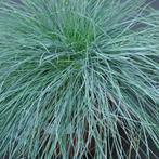 Zwenkgras - Festuca glauca Elijah Blue - Potmaat 9x9 cm, Ophalen of Verzenden