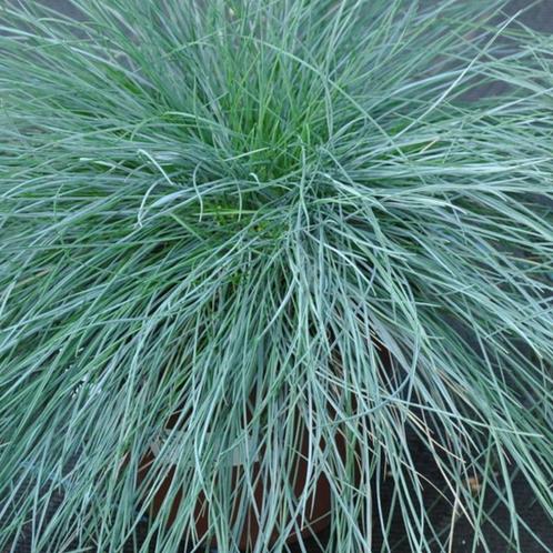 Zwenkgras - Festuca glauca Elijah Blue - Potmaat 9x9 cm, Tuin en Terras, Planten | Tuinplanten, Ophalen of Verzenden