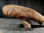 ULTRA ZELDZAAM!! KORTE VIN VERPLEEGSTERHAAI Taxidermie, Nieuw