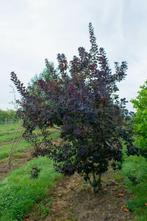 Cotinus coggygria Royal Purple meerstammig 250-300, Tuin en Terras, Planten | Tuinplanten
