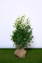 ACTIE! Portugese Laurier - Prunus Angustifolia - Haagplanten, Tuin en Terras, Laurier, Ophalen of Verzenden, Struik