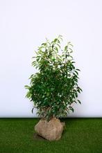 Portugese Laurier - Prunus Angustifolia - Haagplanten, Ophalen of Verzenden, Laurier, Struik