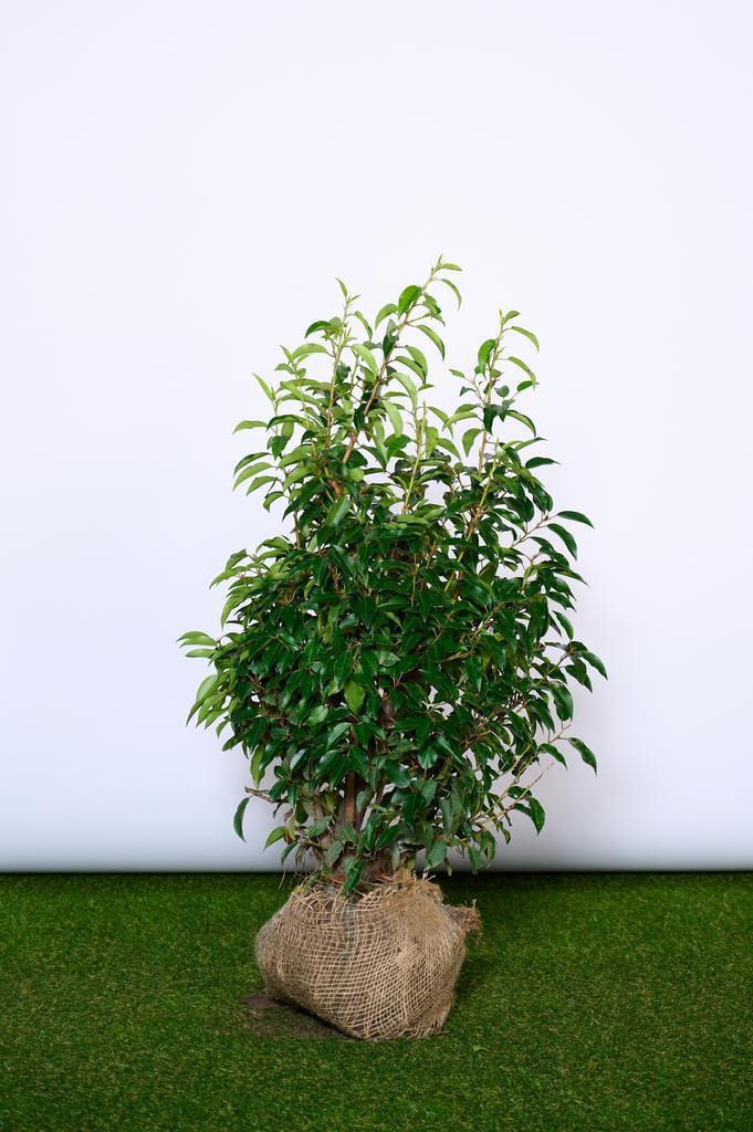 Portugese Laurier - Prunus Angustifolia - Haagplanten, Tuin en Terras, Planten | Struiken en Hagen, Laurier, Struik, Ophalen of Verzenden