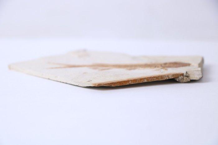 Gefossiliseerd dier - Mesozoic Fossil Fish - 7.5 cm - 11 cm, Verzamelen, Mineralen en Fossielen