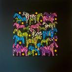 Nerida - Fairy zebras