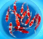 Hirasawa Marusei 28-35cm (Japanse Koi), Dieren en Toebehoren, Vissen | Vijvervissen, Karper of Koi