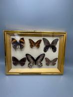 Vlinder Taxidermie wandmontage - Papilio Domoleus Papilio, Nieuw