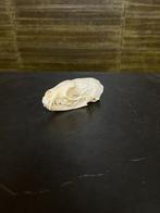 Marter Schedel Taxidermie Opgezette Dieren By Max, Verzamelen, Ophalen of Verzenden, Nieuw, Wild dier, Opgezet dier