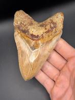 Megalodon - Fossiele tand - Carcharias Megalodon - 12 cm -, Verzamelen, Mineralen en Fossielen