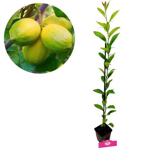 limoenplant Citrus auratifolia Limoen + Pot, Tuin en Terras, Planten | Fruitbomen, Volle zon, Verzenden