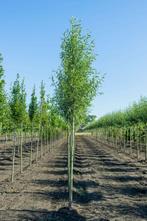 Salix alba Liempde hoogstam 12/14