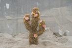 Oasis® black bioline® cactus grote zwarte 38 x 74 11 cm, Hobby en Vrije tijd, Knutselen, Ophalen of Verzenden, Nieuw