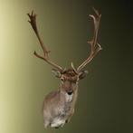 Damhert Taxidermie Opgezette Dieren By Max, Ophalen of Verzenden, Nieuw, Wild dier, Opgezet dier