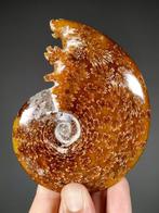 Ammoniet met bewerkte mond - Gefossiliseerde schelp -
