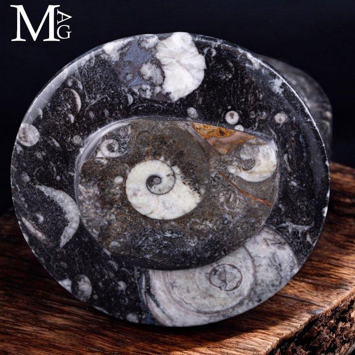 Doosje met fossiele sedimenten - Geen reserves Fossiel, Antiek en Kunst, Curiosa en Brocante