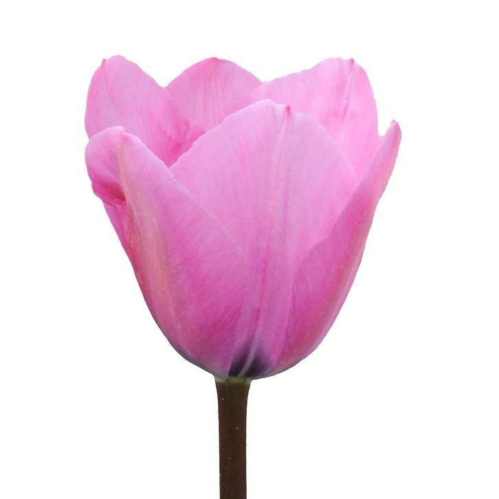 Bloembollen - 64 x Tulp Janis Joplin - roze, Tuin en Terras, Bloembollen en Zaden, Bloembol, Voorjaar, Volle zon, Verzenden