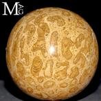 Vernieuwde koraalzuilen Fossiele bol in Madreporic koraal –