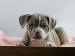Old English Bulldog pups! t Gezonde type. Mogen mee!, Parvo, Nederland, 8 tot 15 weken, Bulldog