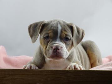 Old English Bulldog pups! t Gezonde type. Mogen mee! beschikbaar voor biedingen