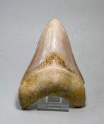 Megalodon - Fossiele tand - Carcharodon megalodon, Verzamelen, Mineralen en Fossielen