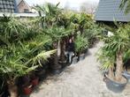 Palmbomen te koop bij Palmgarden! Trachycarpus fortunei, Tuin en Terras, Halfschaduw, Lente, Palmboom, Ophalen