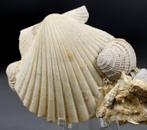 Fossiele schelpassemblage op matrix - Gefossiliseerde schelp